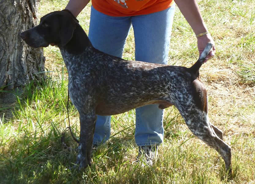 4 month old german shorthaired pointer