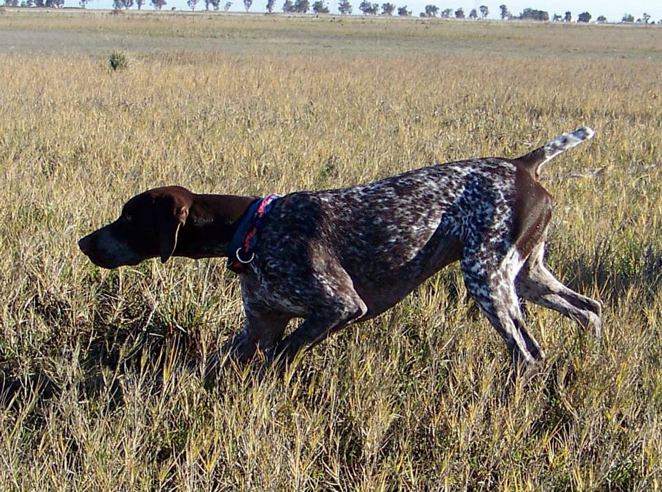 Brisco