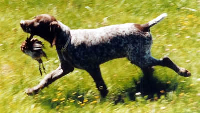 Caitlin - Puppy Retrieve