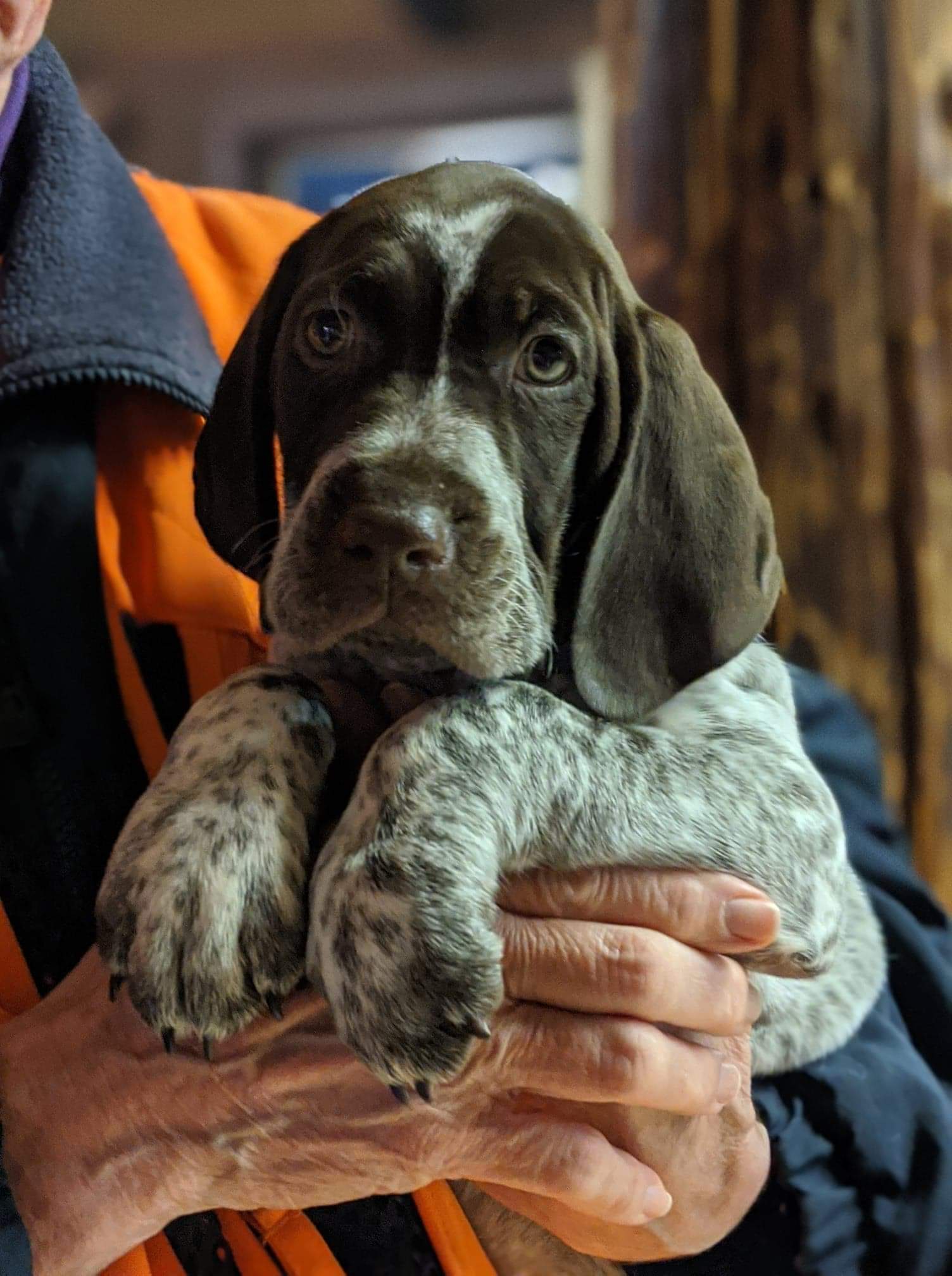 Gracie
