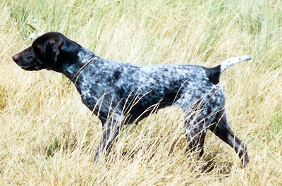 NMK's Lil' Miss Can't Be Wrong, JH