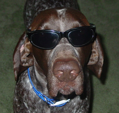 Mocha - Joe Cool