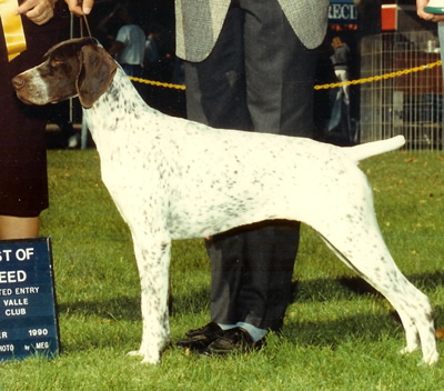 Ch. NMK's Primo Alexis Von Rugerheim, JH