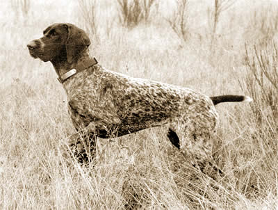 DC NMK's Irresistable V Rugerheim