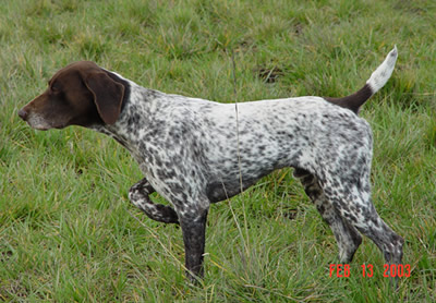 DC NMK's Earl of Velvet Horn