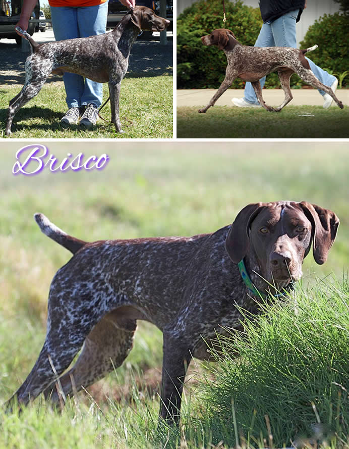 BISS DC AFC NMK's Molto Bene MH VCX ROMXX