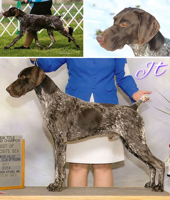 GCH CH NMK's Simply Irresistible At Wynnsong