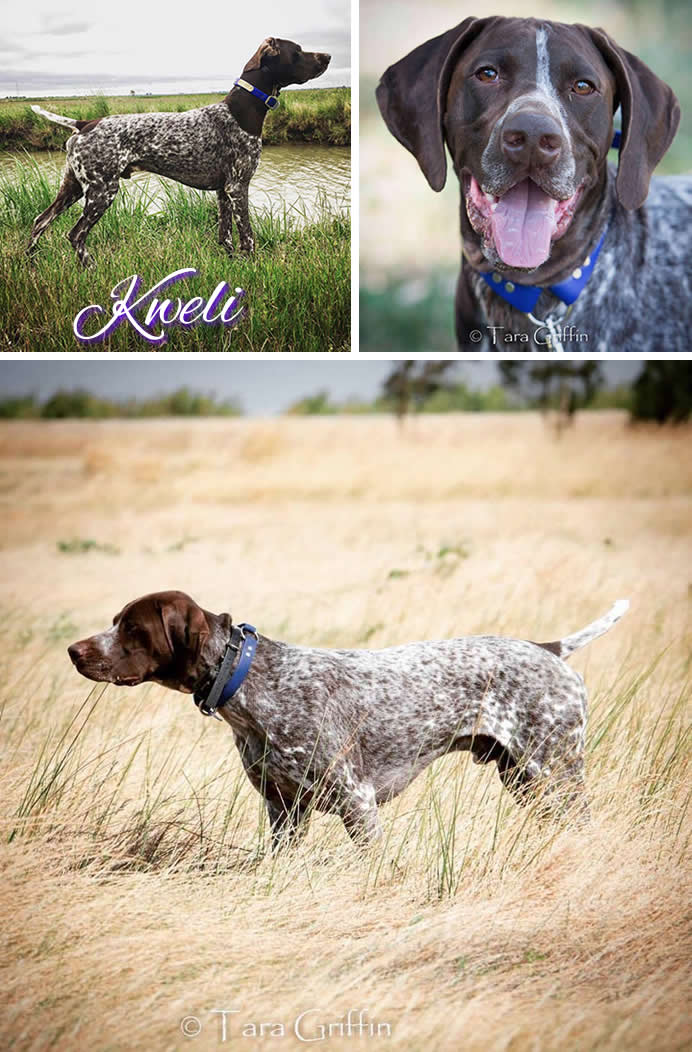 CH NMK's My Eternal Reflection Kweli, SH CGC VC