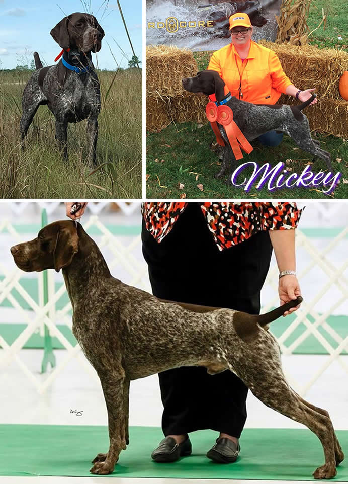 CH NMK's Make Mine Music, SH