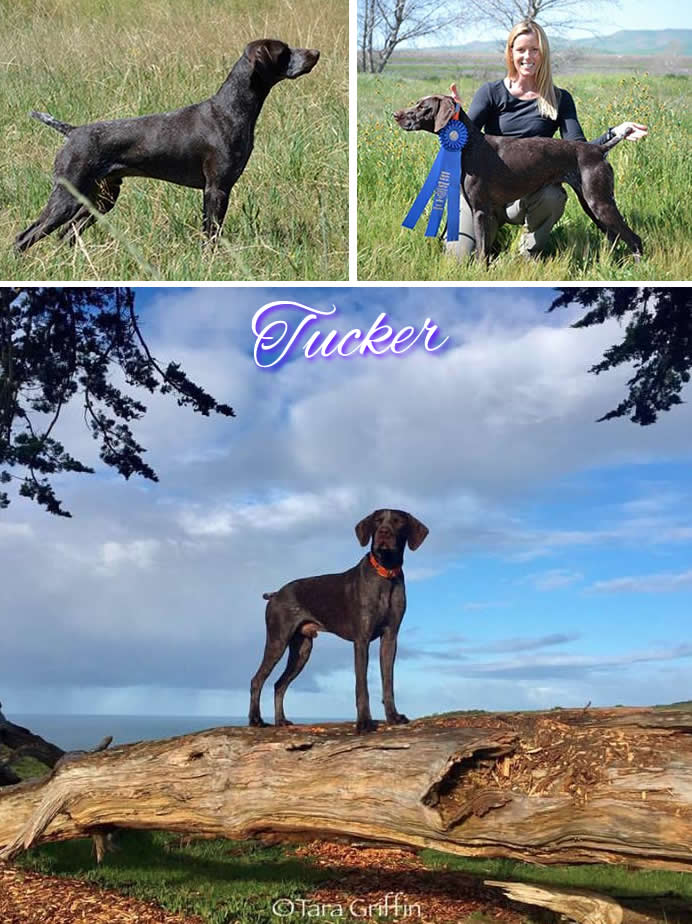 CH NMK's Wild Mountain Thyme, JH